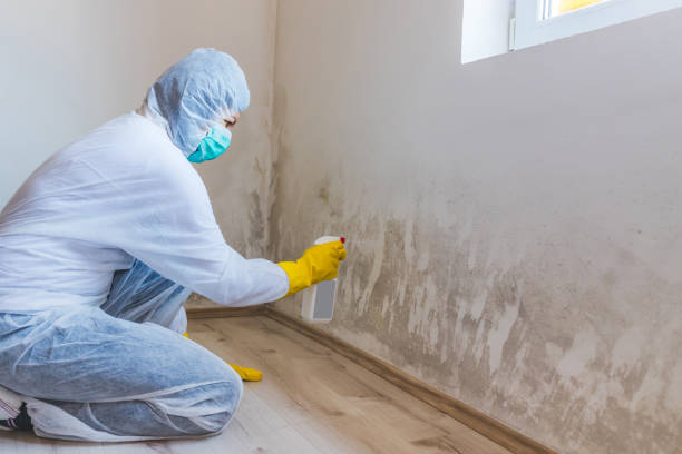 Mold Odor Removal Services in Old Forge, PA